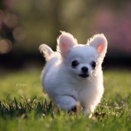 Chihuahua Puppies from DiLusso Chihuahuas