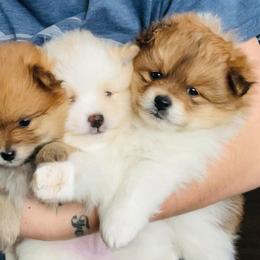 Pomeranian and Shih Tzu Puppies from Laik’s Little Shihtz & Poms