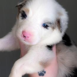 Prince - Blue merle male Australian Shepherd puppy in Georgetown, Texas from River Reign Australian Shepherds