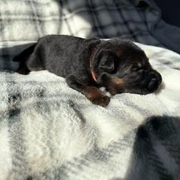 Jester - Black and red male German Shepherd puppy in Garland, Maine from Vom Schön Traumhund