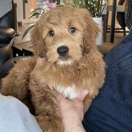 Goldendoodle Puppies from Loving Hearts Goldendoodles
