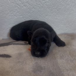 Girl 3 - Black female Miniature Schnauzer puppy in Seagoville, Texas from JC miniature schnauzers