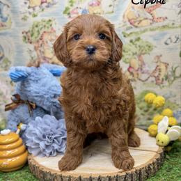 Eeyore - Red  female Goldendoodle puppy in Williamson, New York from Lakeside Doodles