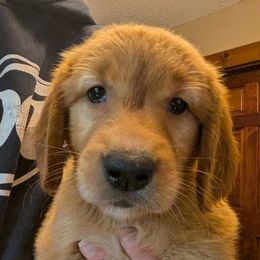 Broccoli (male 2) - Dark golden male Golden Retriever puppy in Wendell, Minnesota from Floden Farm Golden Retrievers