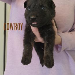 Cowboy - Sable male German Shepherd puppy in Harwood, Maryland from Reddington Shepherds