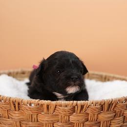 Spring (Pink Collar) - Parti female Yorkshire Terrier puppy in Las Vegas, Nevada from Plush Toy Poodle Puppies & Pals