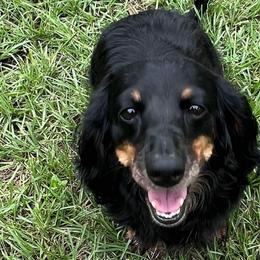 Mira - Dachshund