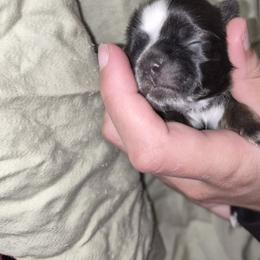 Kermit - Black male Shih Tzu puppy in Green Valley Lake, California from All American Shih Tzu Puppies