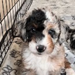 Aussiedoodles from Nottingham Aussiedoodles