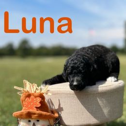 Luna - Blue female Poodle puppy in Ardmore, Oklahoma from Green Acres