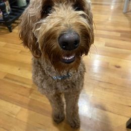 Millie - Labradoodle