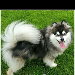 Laska - Pomsky