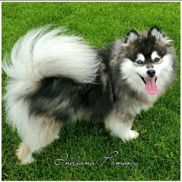 Laska - Pomsky