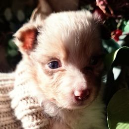 Oogie Boogie RMM - Red merle male Australian Shepherd puppy in Salem, Arkansas from Patchwork Kennels