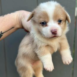 Pearl - Fawn merle female American Corgi puppy in East Oakdale, California from Rhettro Kennels