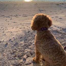Cavapoo Puppies from Campbell's Cavapoos