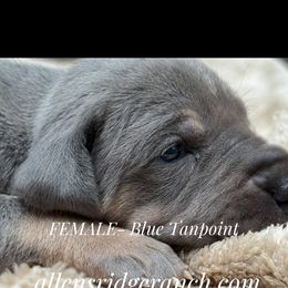 Blue Tanpoint Wrinkles - Blue female Great Dane puppy in Greenville, South Carolina from Allen’s Ridge Ranch