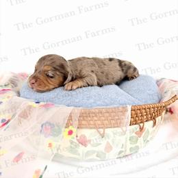 Milan - Dapple female Dachshund puppy in Greenville, North Carolina from The Gorman Farms