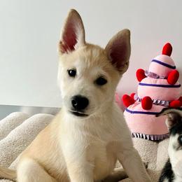 Percy - Brown and white male Siberian Husky puppy in Homestead, Florida from Nyx’s Pack