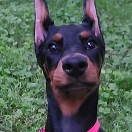 Doberman Pinscher and Labrador Retriever Puppies from Mississippi K9 Kennel