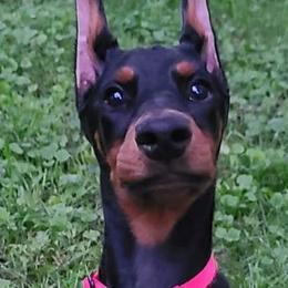 Doberman Pinscher and Labrador Retriever Puppies from Mississippi K9 Kennel