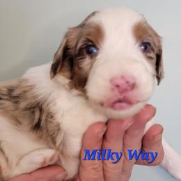 Milky Way - Brown merle male Aussiedoodle puppy in Boonville, North Carolina from Branch Creek kennels