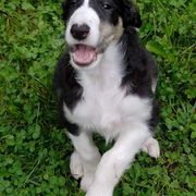 Borzoi Puppies from Hounds of Laureate