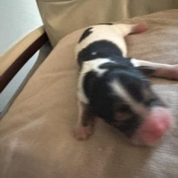 Taylor - Black and white female Cavapoo puppy in St. Louis, Missouri from Sweet Snuggles Cavapoos