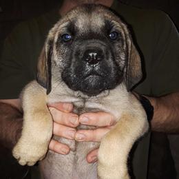 Black boy - Fawn Mastiff puppy in Dowagiac, Michigan from Flanders Kennels LLC