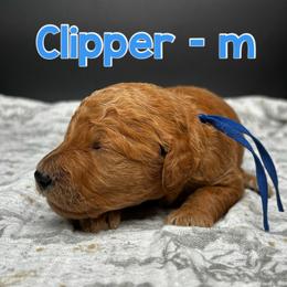 Clipper - Red  male Goldendoodle puppy in Lake City, Florida from North Florida Poodles and Doodles