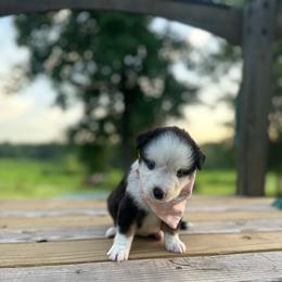 Independence - Black tri female Miniature Australian Shepherd puppy in Doddridge, Arkansas from Huddleston Farm