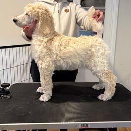 Girl 3 - Cream female Poodle puppy in Walpole, Massachusetts from Harborstone Poodles and Terriers