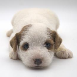 Peaches - White and tan female Parson Russell Terrier puppy in Menifee, California from Wendover Terriers