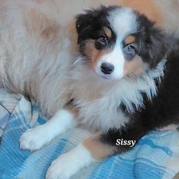 SISSY - Black tri-color female Australian Shepherd puppy in Elk Creek, Missouri from Hearts on Fire Australian Shepherds