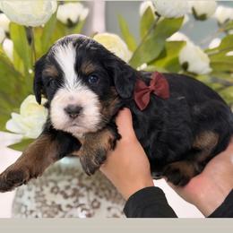 Zeus - Tri-color male Bernedoodle puppy in Yuciapa, California from AlltheDoodlez_