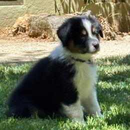 Australian Shepherd Puppies from Abigail’s Angels Australian Shepherds