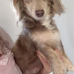 Gigi - Dachshund