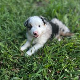 Purple Collar Girl - Blue merle female Australian Shepherd puppy in Hartville, Missouri from Stamper K9’s