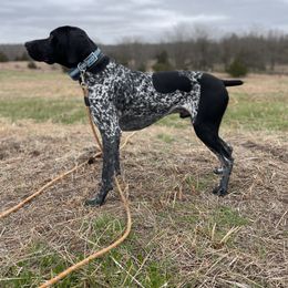 Smoke - German Shorthaired Pointer
