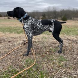 Smoke - German Shorthaired Pointer