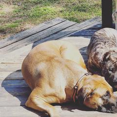 Perro de Presa Canarios from Budabin Perro de Presa Canario