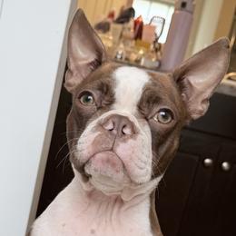 Boston Terriers from Barr’s Southern Boston’s