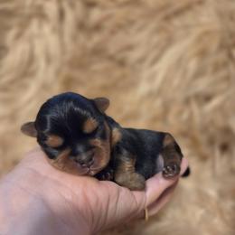 Eddie - Blue and gold male Yorkshire Terrier puppy in Battle Ground, Washington from Joyful Yorkies