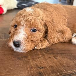 Jolene - Red  female Poodle puppy in Dayton, Washington from Country Sundance Poodles