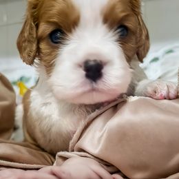GREENLEE - Blenheim female Cavapoo puppy in Lexington, Kentucky from Callaway's Cavaliers