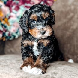 Mr. Bingley - Black male Australian Labradoodle puppy in Decatur, Alabama from Southern Meadows Doodles