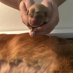 Rodan - Red female Nova Scotia Duck Tolling Retriever puppy in Indiana from WyldeWater Tollers