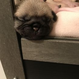 Pug Puppies from Pickwick Pugs