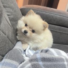 Delilah - Cream female Pomeranian puppy in Amarillo, Texas from Panhandle Poms