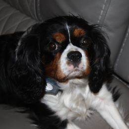 Izzie - Cavalier King Charles Spaniel